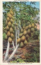 West Palm Beach FL Florida, Giant Papaya Tree Plantation, Vintage Postcard picture