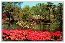 Norfolk, VA Virginia, Municipal Gardens Azalea Blossom TimePostcard Posted 1977 picture