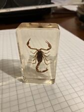 Manchurian scorpion in crystal resin 5cm Scorpion 7.5cm Resin picture
