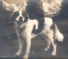 Saint Bernard Dog Antique Real Photo Postcard RPPC Vintage picture