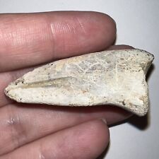 Rare STRUTHIOMIMUS Fossil Dinosaur Claw Bone 2.05 Inches picture