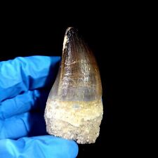 Rare Large Cretaceous Mosasaur Tooth from Morocco Prognathodon curry picture