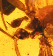 Large Fangs - Araneae: Araneida (Spider), Fossil Inclusion in Burmese Amber picture