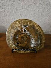 Polished Ammonite Fossil Seashell Morocco Rocks Collect Collection Table Decor picture