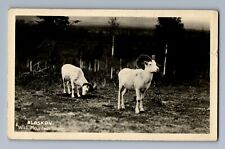 C.1935 ALASKAN WILD MOUNTAIN SHEEP GOATS Alaska AK Postcard P7 picture