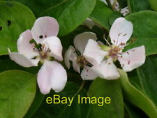 Photo 6x4 Quince Blossom Faversham Quince is a rare rosaceous tree which  c2007 picture