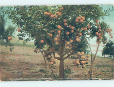 Pre-Chrome CALI GRAPEFRUIT TREES Published In Los Angeles California CA AH6259 picture