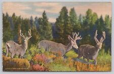 Vintage Linen Postcard Three Little Deers in the Rockies picture