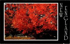 New England Postcard: Maple Trees Along The Roadside picture