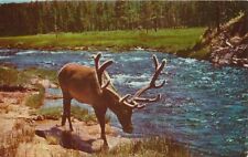 Yellowstone National Park WY, Wyoming - Bull Elk - Wapiti picture