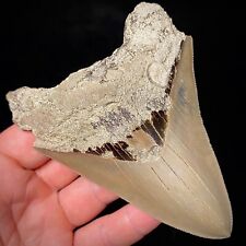 Megalodon Shark Tooth 4.47