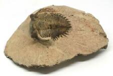 TRILOBITE Metacanthina Fossil Morocco 390 Million Years old #15162 16o picture