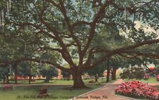 Postcard FL Tampa Old Oak Tampa University Grounds 1952 Linen Vintage PC G1737 picture