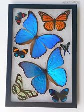 REAL FRAMED BUTTERFLY 2 MORPHO DIDIUS AND 6 BUTTERFLIES AMAZING COLORS  picture