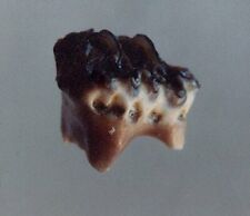 EXTINCTIONS- EXTREMELY RARE MESODMA MULTITUBERCULATE TOOTH FOSSIL - DINOSAUR picture