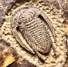 Detailed and beautiful Trilobite Perrector Fossil - Tazemourt, Morocco picture