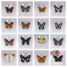 10pcs Real Butterfly Specimen （Non repeating butterfly，Including plastic boxes） picture