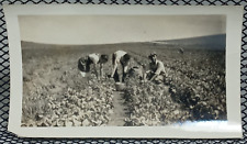 1940 Large Farming Garden Happy Working Reaping Field Vintage Antique Photo picture
