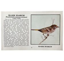 Seaside Sparrow Bird Print 1931 Blue Book Birds Of America Antique Art PCBG13C picture