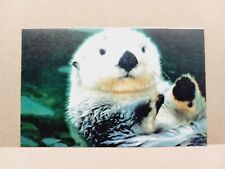 Postcard National Audubon Society California Sea Otter picture