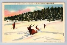 Yellowstone WY-Wyoming, Hayden Valley, Elk in Snow, Antique Vintage Postcard picture