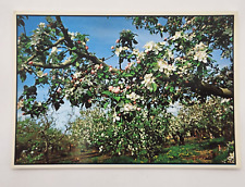 Vintage Postcard Apple Blossoms from the apple capital of the word Unposted picture