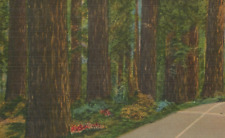 Group of Giant Redwood Trees along California Highway Linen Vintage Post Card picture