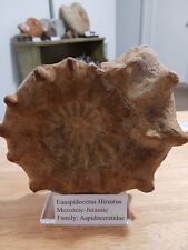 Extremely Rare Euaspidoceras Hirsutus Exquisite Detail with Bonus Ammonite picture
