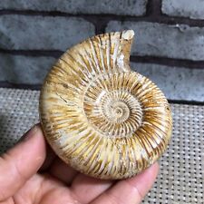 Rare natural rough polished white conch fossil Ammonite 135g d152 picture