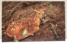 Greetings Cadillac Michigan Fawn Deer Vintage Postcard Nature Animal picture
