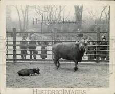 Press Photo People watch Water Buffalo and calf at Chicago Park District zoo picture