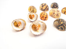 24 Beautiful Nerita Peloronta Shells (Bleeding Tooth Shells) Seashells 1/2