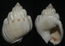 Tonyshells Seashells Nassarius arcularius 23.2mm F+++/GEM Superb uncommon specie picture