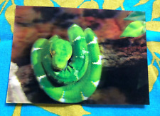 3D Lenticular Postcard Greeting Card LARGE GREEN SNAKE 4 x 6