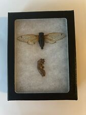 Real Framed CICADA 2024 17 Year Taxidermy With Display Case And Shedding picture
