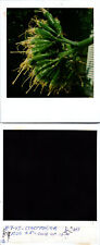 Agave plant in bloom close up Stockton CA 8-7-2005 Found Polaroid Photo V0553 picture