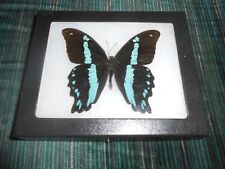 blue butterfly rca africa in 5x6 riker mount    #42 picture