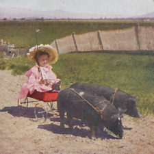 Farm Girl Pigs Stereoview c1905 Child Wagon Driving Market Wagon Playing O79 picture