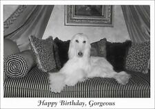  Afghan Hound Dog Birthday Card ~ Happy Birthday, Gorgeous picture