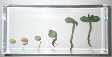 Soy Bean Germination 6 Stage Life Cycle Set Clear Block Education Plant Specimen picture