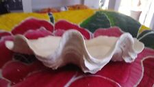 Clam Shell ~ Giant Tridacna Shell. Wavy with color... picture