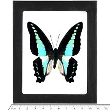 Graphium sarpedon REAL FRAMED BUTTERFLY BLUE INDONESIA picture