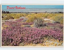 Postcard Desert Verbenas picture