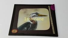 QFC Glass Magic Lantern Slide Photo YOUNG GREAT BLUE HERON picture