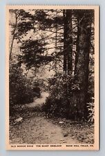 Buck Hill Falls PA-Pennsylvania, Old Woods Road, Giant Hemlock Vintage Postcard picture