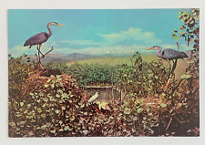 Great Blue Heron & Snowy Egret Denver Museum of Natural History CO Postcard picture