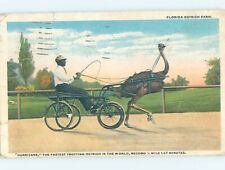 Pre-Chrome FLORIDA OSTRICH RACING Postmarked Jacksonville Florida FL 6/7 AH6470 picture