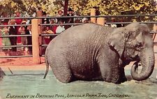 Chicago IL Illinois Elephant Bathing Pool Lincoln Zoo Vtg Postcard A12 picture