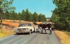 Postcard Donkeys Begging for Handout, Black Hills, South Dakota SD Vintage picture