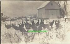 Flock of Pheasants on a Farm RPPC Azo Early 1900's picture